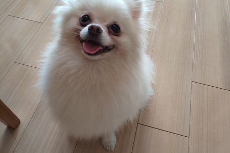 3歳元保護犬ポメちゃんトレーニング【吠え】