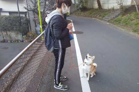 5歳柴犬ちゃんとお散歩
