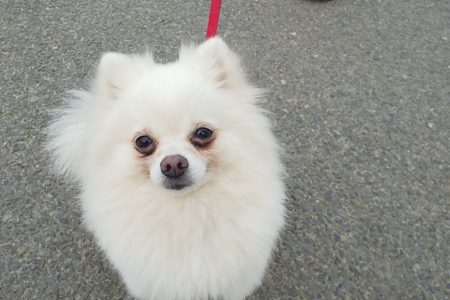 3歳元保護犬ポメちゃんのトレーニング【吠え・お散歩】