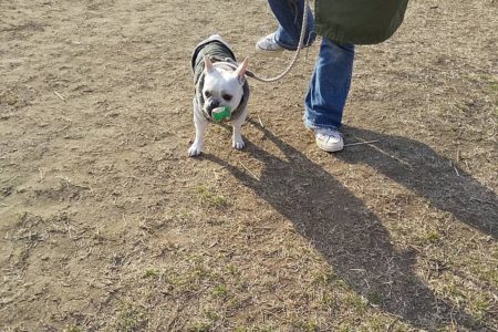 １１ヶ月フレブルちゃんのパピートレーニング【犬とすれ違う練習】