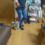 元保護犬パピー&シニア犬のトレーニング