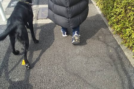 元保護犬黒ラブちゃんのトレーニング【お散歩】