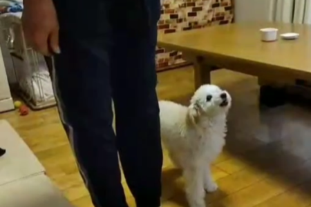 6ヶ月トイプードルちゃんのパピートレーニング