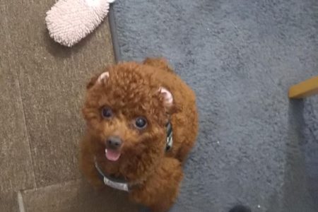 9ヶ月トイプードルちゃんのパピートレーニング