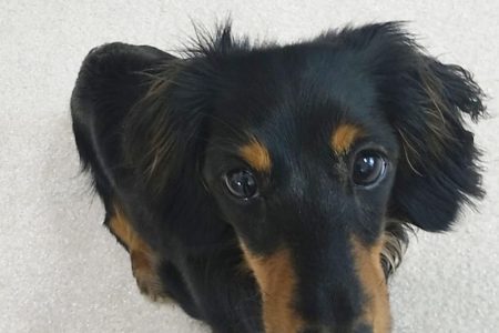 10ヶ月ダックスくんのパピートレーニング