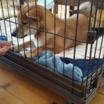 4ヶ月柴犬ちゃんのパピートレーニング