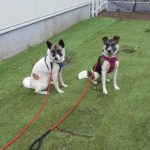 元保護犬ちゃんのトレーニング