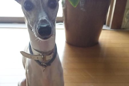 ウィペットくんの長時間シッター