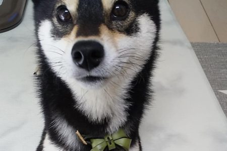 ドッグシッター