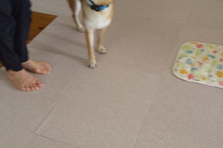 パピートレーニング〈8ヶ月柴犬ちゃん〉