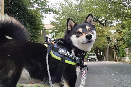 ドッグシッター〈2歳黒柴ちゃん〉